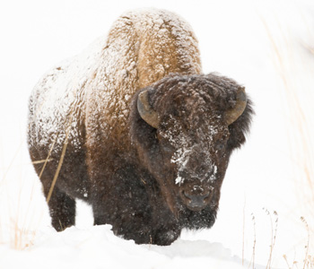 Bison in Winter